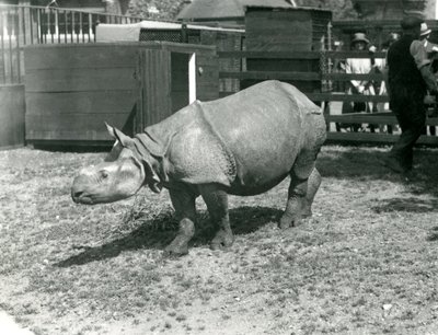 Ein junger indischer Nashorn im Londoner Zoo, Juni 1922 von Frederick William Bond